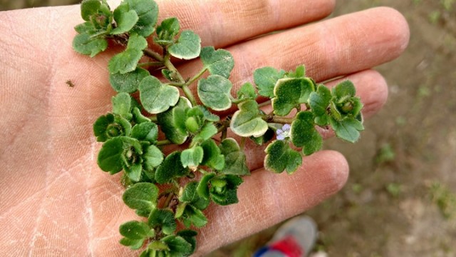 30180725_1625826080864229_558026535_n.jp