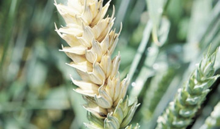 Znalezione obrazy dla zapytania fuzarioza kÅosa