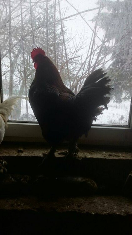 Obraz moÅ¼e zawieraÄ: ptak i na zewnÄtrz