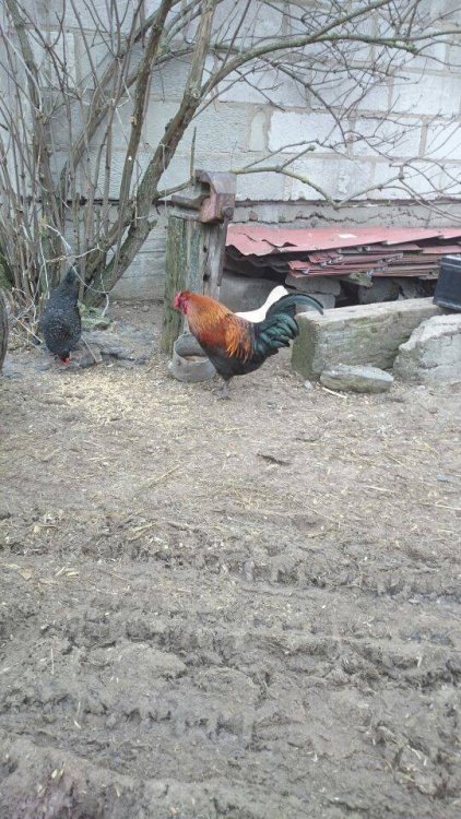 Obraz moÅ¼e zawieraÄ: ptak i na zewnÄtrz