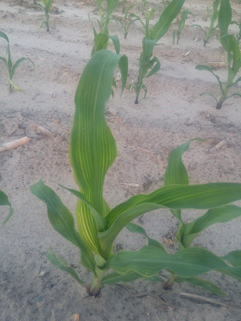 6T6InGiPBL1YpGWboJaoU53RZ3H14YQ8bbcKpbKM