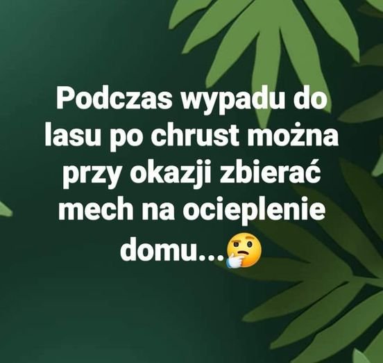 Może być zdjęciem przedstawiającym tekst „Podczas wypadu do lasu po chrust można przy okazji zbierać mech na ocieplenie domu...”
