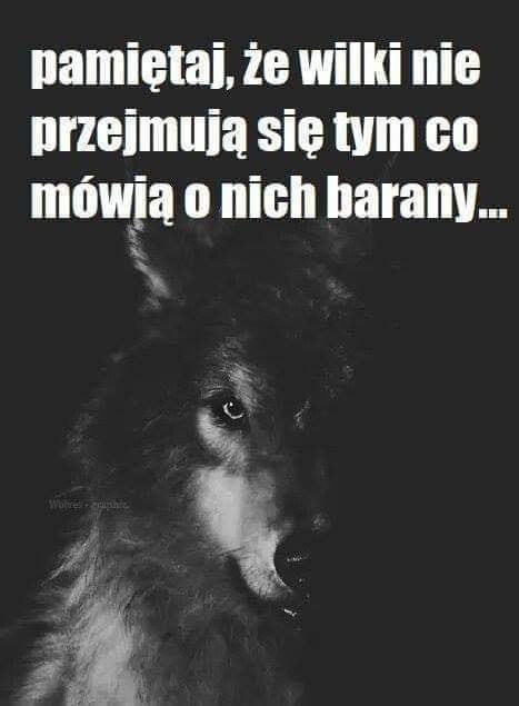 Może być zdjęciem przedstawiającym tekst „pamiętaj, że wilki nie przejmują się tym co mówią o nich barany...”