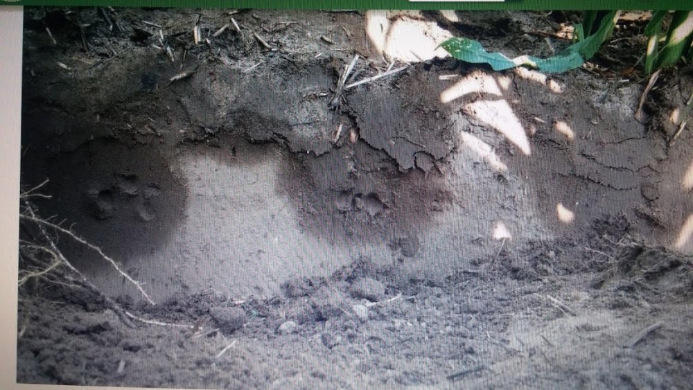 rD6ly99ZDikDGpYZg5u-yCQ8ZqoAAFfKspionSVA