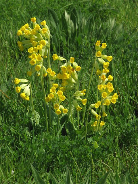 Cowslips_(Primula_veris)_-_geograph.org.