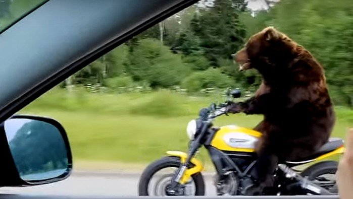 Niedźwiedź na motocyklu zaczepia kierowców na autostradzie
