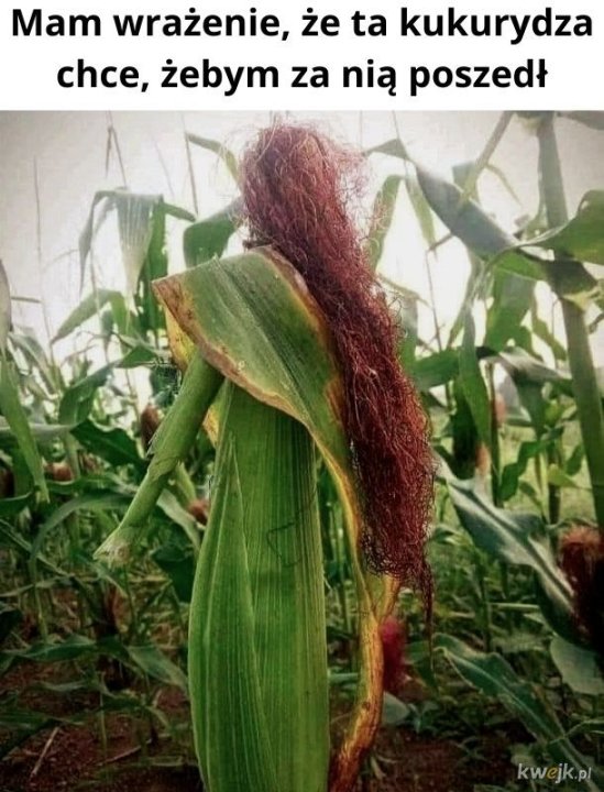 Kukurydza - Ministerstwo śmiesznych obrazków - KWEJK.pl