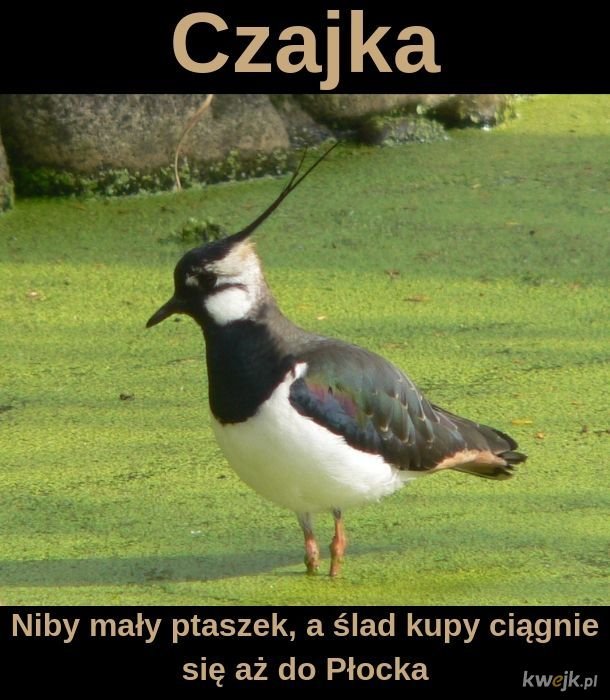 KLLvV7uOkyTQfApX.jpg