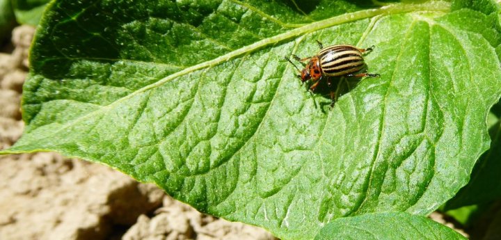 Stonka ziemniaczana zaczyna atakować