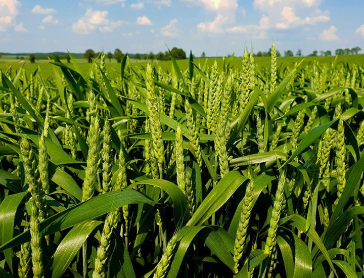 Nasiona pszenicy pod lupą. RGT TREFFER