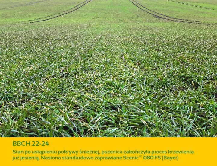 Nasiona pszenicy pod lupą. IS SPIRELLA