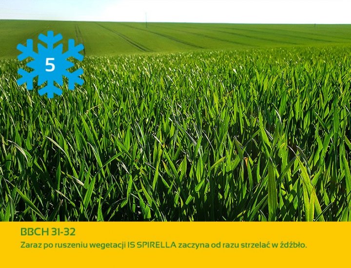 Nasiona pszenicy pod lupą. IS SPIRELLA