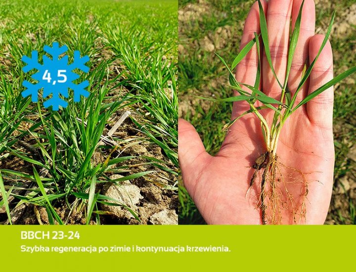 Nasiona pszenicy pod lupą. RGT TREFFER