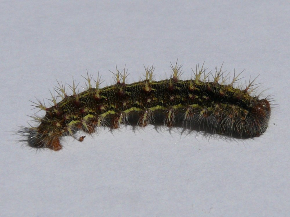 Vanessa_cardui_-_caterpillar_01_(HS).jpg