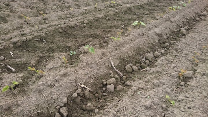 krqfmVYRPWWzsl6xURjUQomUwbsRppadAiDuqLBn