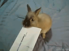 rabbit-envelope-opener_gif-bin.gif?w=292&h=215