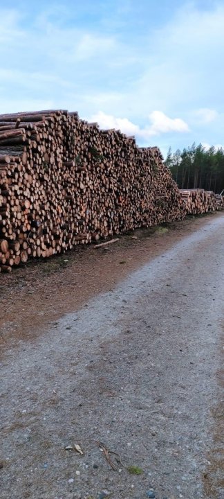 wycinka w gminie Choczewo