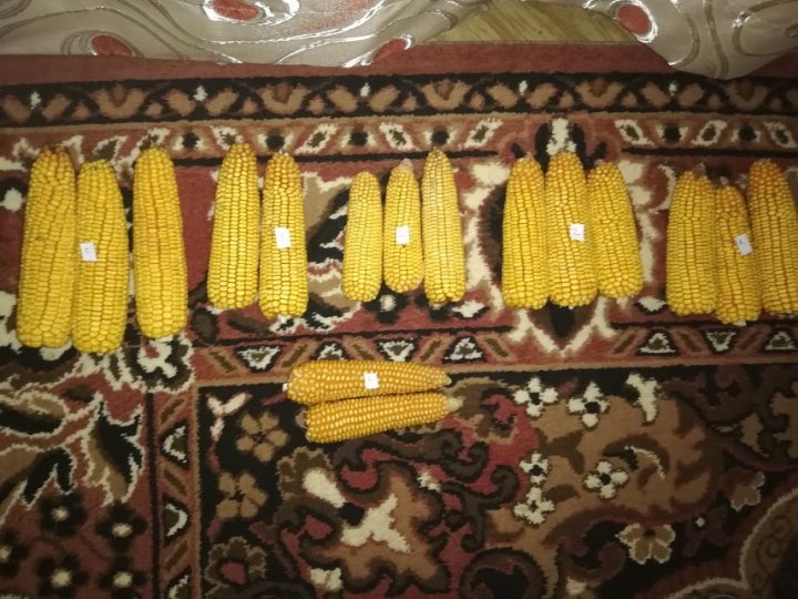 AELMHpN9YkDgRswl3X2PYVfYZtJirgK52q8oqcQC