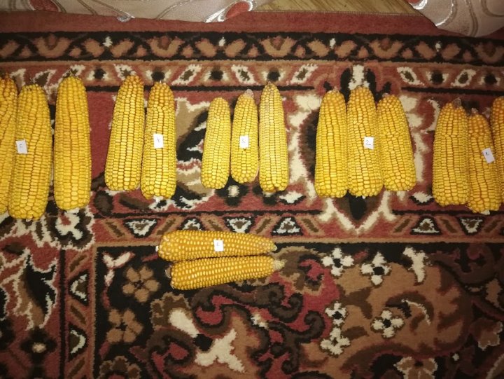 lQN40dWN6i8DIYjFB_0k0TAKtxrlTiTgr1ZbbFk5