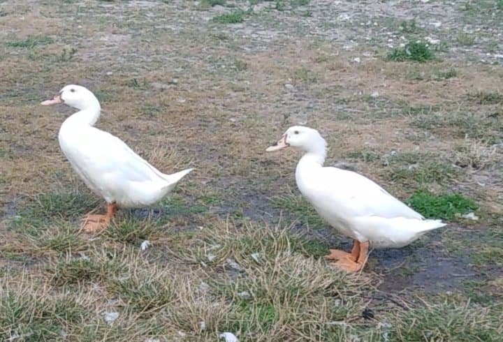 117542502_296405221594930_1688158656227279876_n.jpg?_nc_cat=106&_nc_sid=ae9488&_nc_ohc=svp7WeeNIMwAX-LGEAS&_nc_ht=z-p3-scontent.fwaw8-1.fna&oh=0e73c0cb3b1c32d214c5718397bf7b76&oe=5F572870