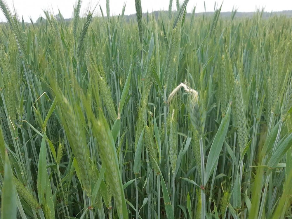 61206381_2554532481225682_36257632361098