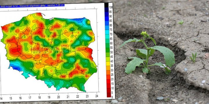 Opady deszczu poprawiły sytuację, ale problem suszy wciąż istnieje.