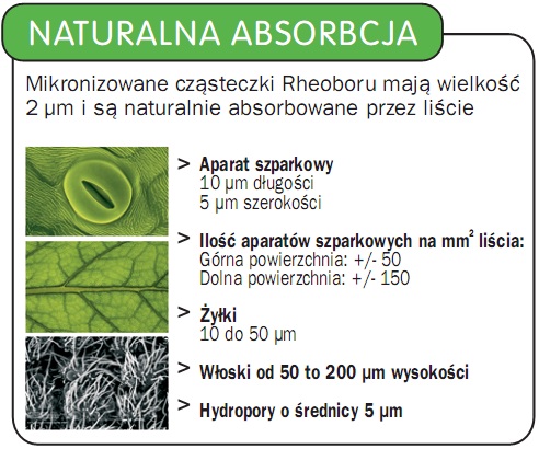 bor_naturalna_absorbcja.jpg