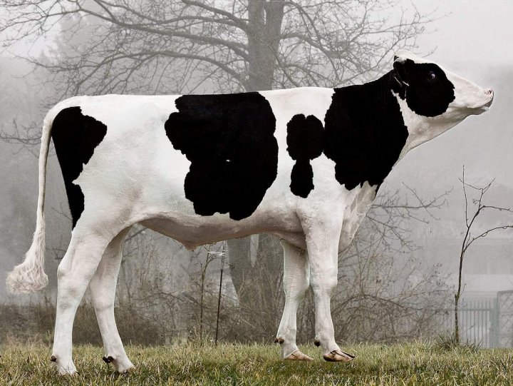 Polskie buhaje pomogą walczyć z kryzysem po koronawirusie