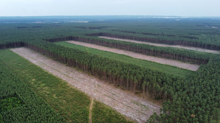 Może być zdjęciem przedstawiającym przyroda i drzewo