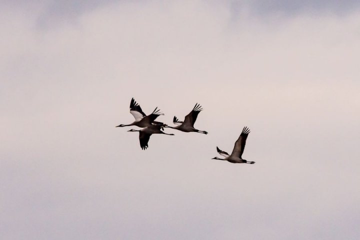 Może być zdjęciem przedstawiającym ptak brodzący i przyroda