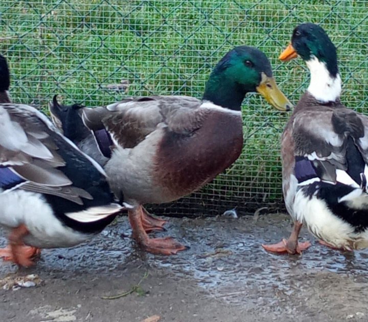 127280810_2785800184966245_101818002941502185_n.jpg?_nc_cat=104&ccb=2&_nc_sid=ae9488&_nc_ohc=gQitPROBO-0AX_MJieR&_nc_ht=z-p3-scontent.fwaw7-1.fna&oh=f0ad240d27456d055db00a27a729e998&oe=5FE2B3B3