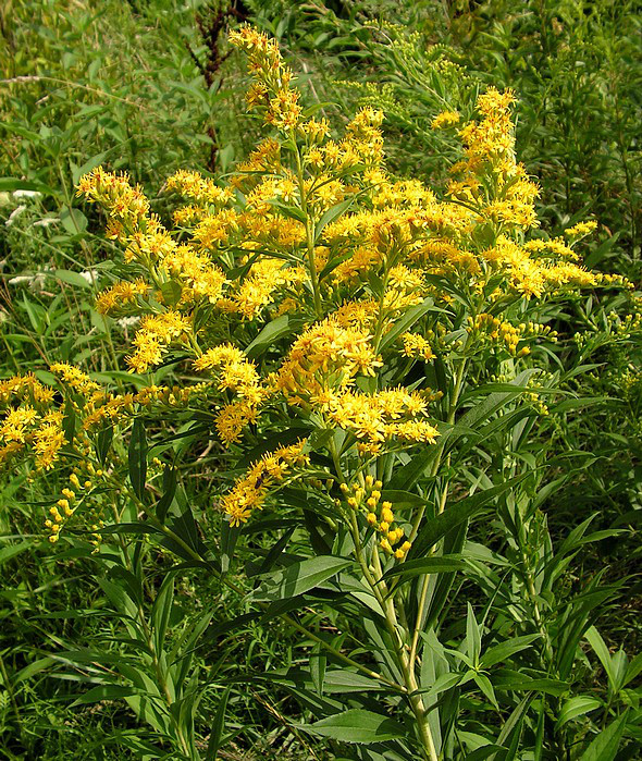 nawloc_kanadyjska1.jpg?w=655