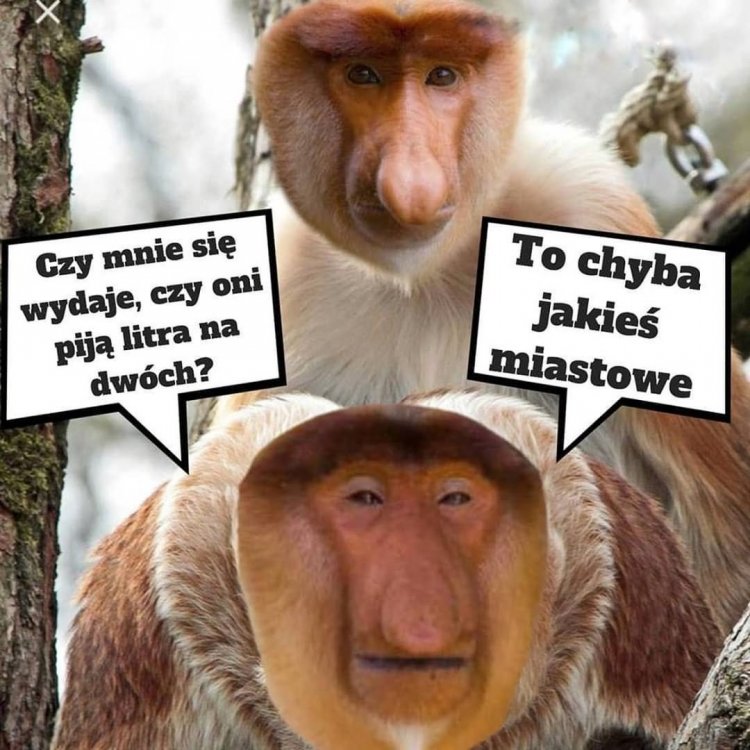 Znalezione obrazy dla zapytania litr na dwÃ³ch to pewnie miastowe
