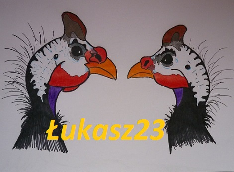 Znalezione obrazy dla zapytania perliczki jak rozpoznać płeć