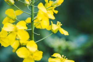 Chowacz galasówka - Szkodniki - Agrofoto.pl Forum Rolnicze i Galeria  Rolnicza
