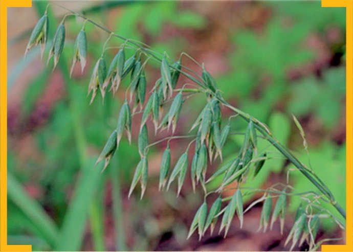 Chwasty odporne poszukiwane - owies głuchy