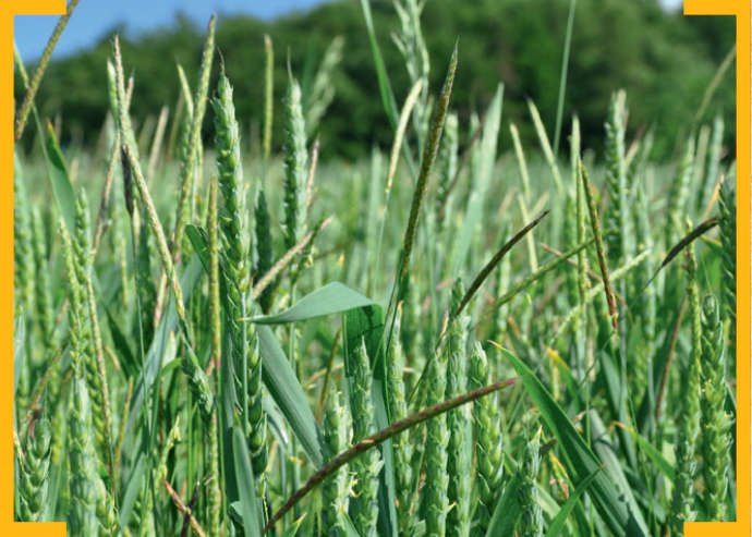 Chwasty odporne poszukiwane - wyczyniec