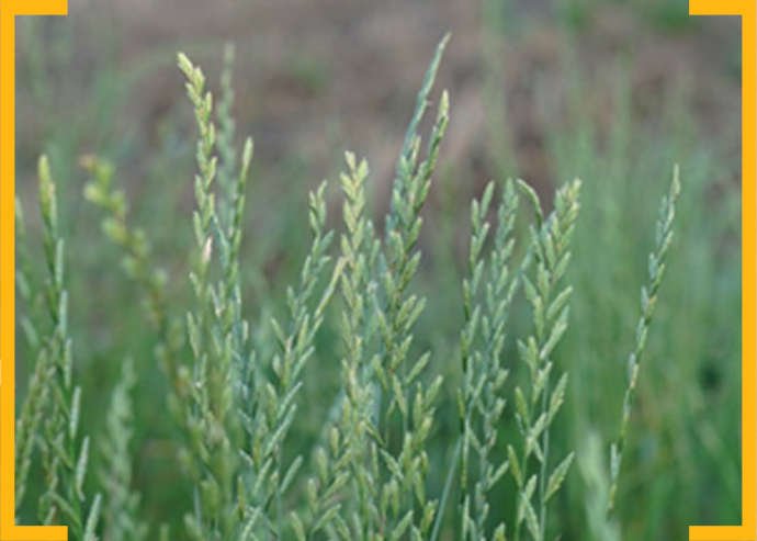 Chwasty odporne poszukiwane - życice