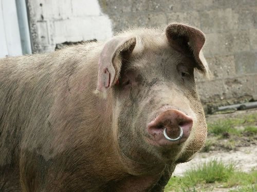 taki kolczyk w nosie - hot or not? #kiciochpyta #rozowepaski #piercin...  (@A.....a) :: Wykop.pl