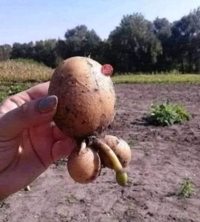 Może być zdjęciem przedstawiającym jedzenie i na świeżym powietrzu