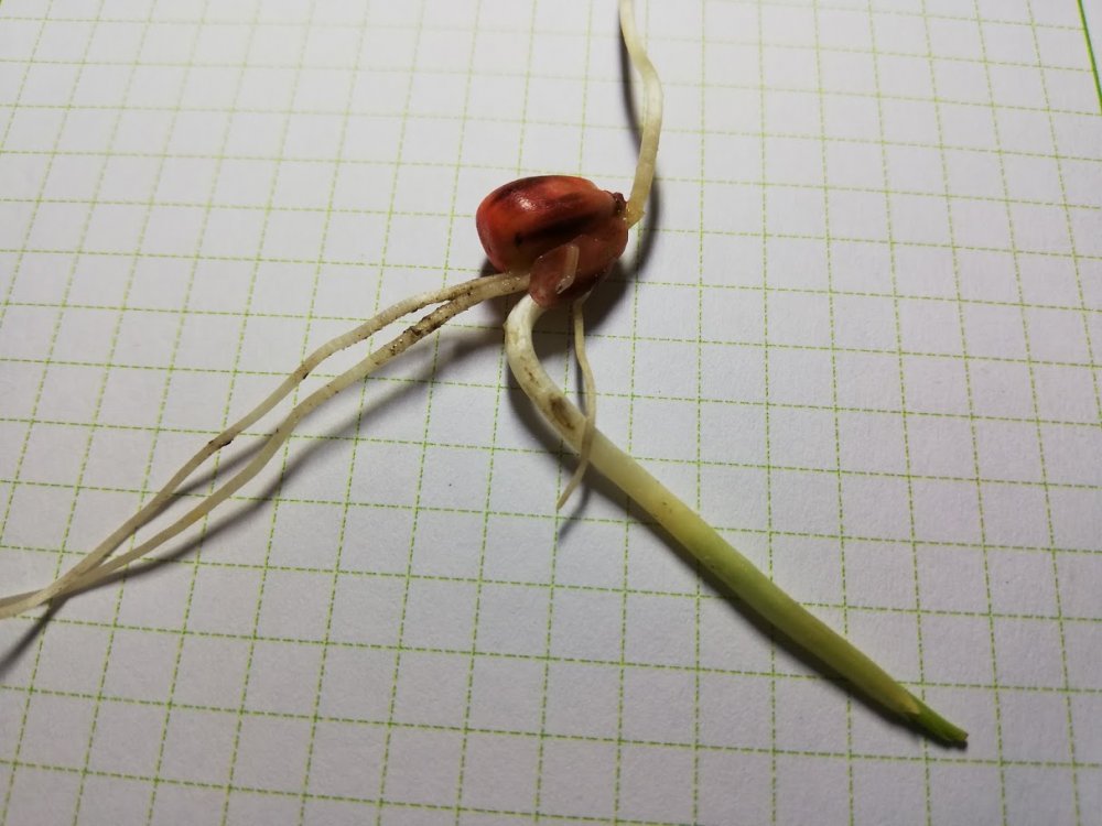 apzqyWZnkB0bRoXkWC1O6IOe3kzDtDPti6U8fjAw