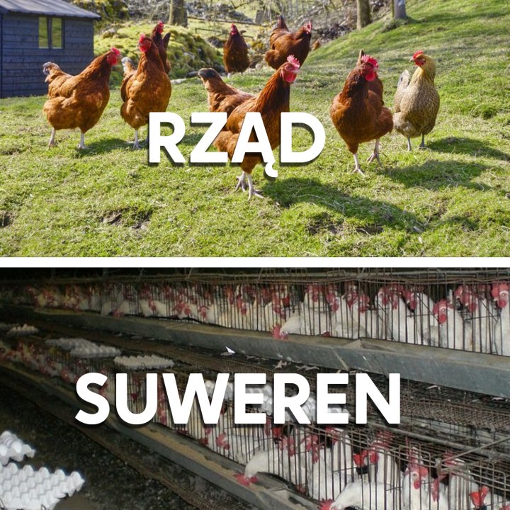 EVQqJE8XkAICiwT?format=jpg&name=large