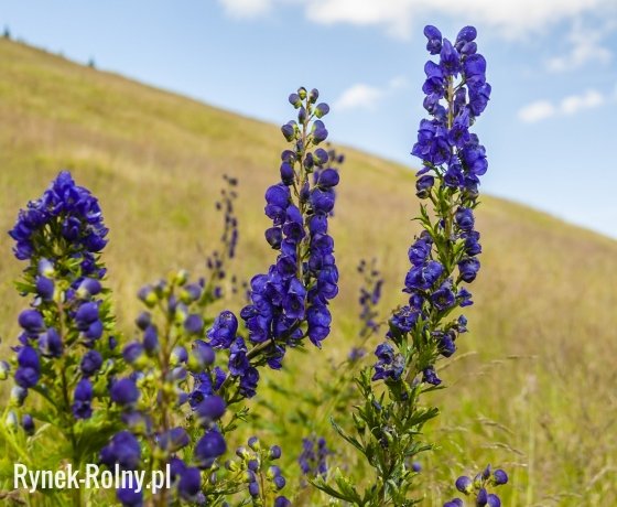 d8bd1ea5e569a601d08fc15734a4b1c7-tojad-m