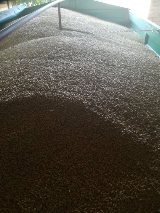 Jęczmień ozimy zbiór 2021