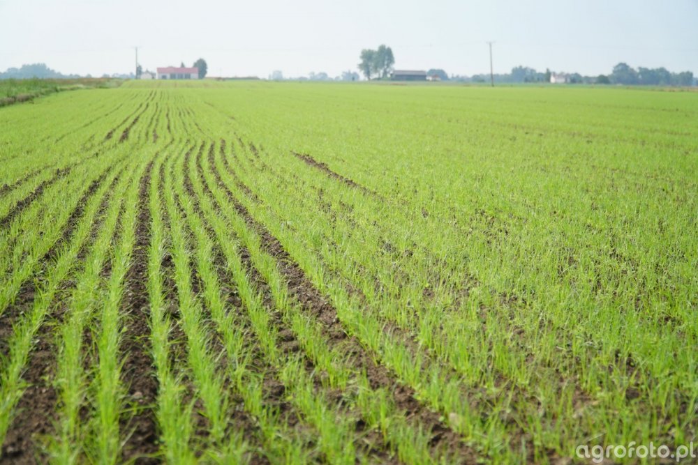 bg-13_poplon_firmy_barenbrug_-_14_dni_po