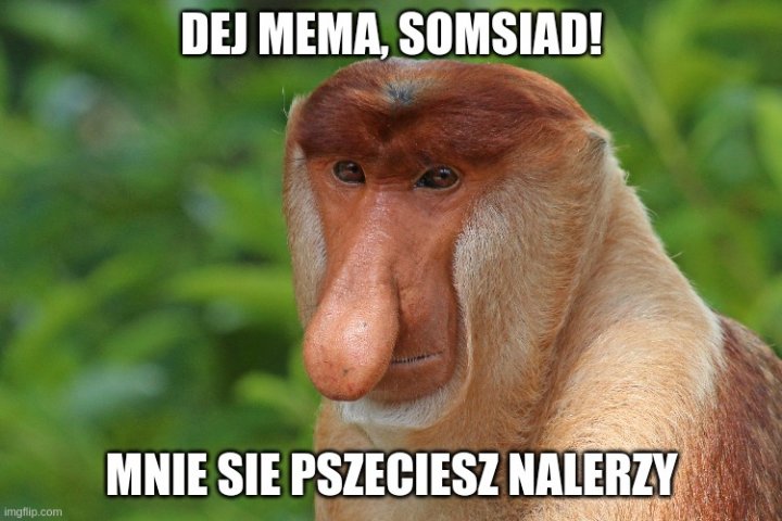 Ratujemy, tworząc memy | Nauka w Polsce