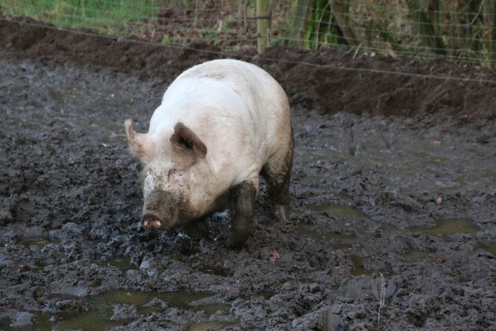 domestic-pig-1112535_960_720.jpg