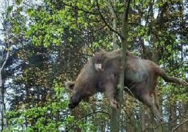 Fot. Facebook.com/Kurow24