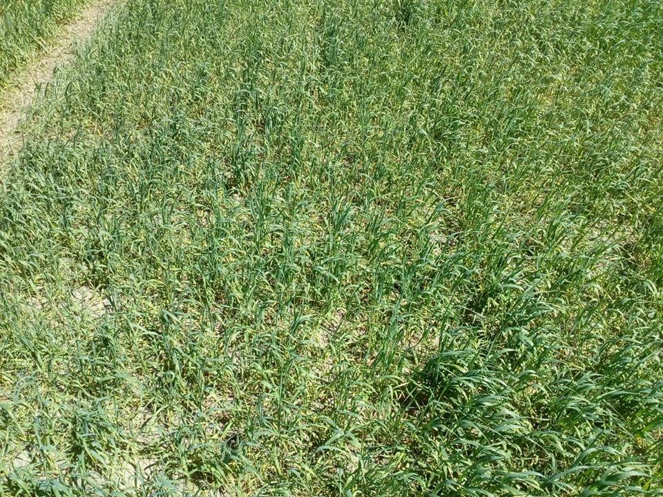 32912974_529851277411193_707189633271726