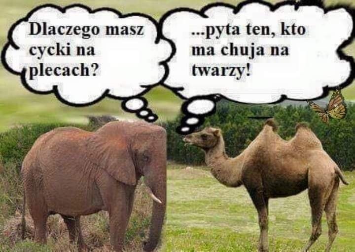 Może być zdjęciem przedstawiającym wielbłąd dwugarbny i tekst „Dlaczego masz cycki na plecach? ...pyta ten, kto ma chuja na twarzy!”